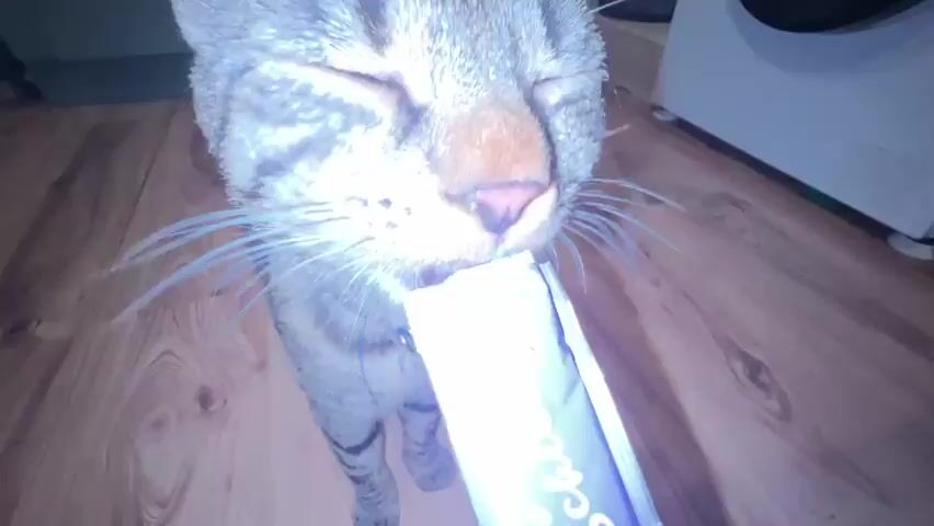 A close-up, low-angle shot captures a tabby cat with yellow eyes and a pink nose licking a small, beige, oblong treat protruding from a purple foil packet. The cat's pink tongue is extended, and its mouth is slightly open as it consumes the treat. The packet has white text on it. The cat is standing on a wooden floor, and in the blurred background, a white appliance, possibly a washing machine, is visible. The lighting suggests an indoor environment. The video is short, consisting of only a few seconds.