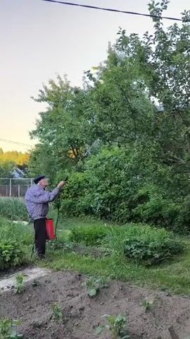 An elderly man, wearing a cap, a patterned shirt, and dark pants, is standing in a garden and spraying a tall tree with a long wand attached to a red canister. The garden has raised beds in the foreground with young plants, and the background features more vegetation, a fence, and a house. The sky is clear, and the lighting suggests it is either early morning or late afternoon.