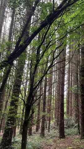 The video shows a first-person perspective of walking through a forest. Tall trees with green leaves form a canopy overhead, and the ground is covered with fallen leaves and some undergrowth. Sunlight filters through the leaves, creating dappled light. The path appears to be dirt or gravel. The camera moves smoothly, suggesting a steady walk or ride. The overall impression is one of natural beauty and tranquility.