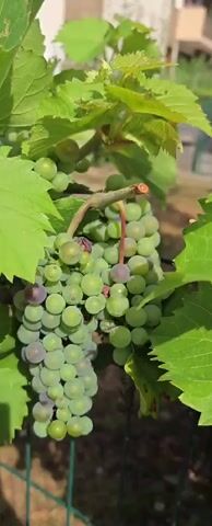 A close-up shot focuses on a cluster of unripe green grapes hanging from a vine. The grapes are round and tightly packed, with a few showing hints of purple. The vine has lush green leaves that surround the grapes, some of which are large and veined, while others are smaller and newer. In the background, out of focus, a blurred fence and a building can be seen. The lighting suggests it is daytime, with sunlight illuminating the scene.