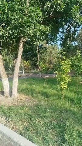 A person is walking along a paved path next to a grassy area with trees. The trees have white paint on their lower trunks. There is a concrete curb along the edge of the path. The sun is shining, casting shadows.