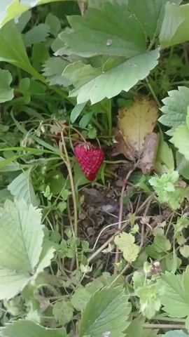 A close-up shot of a strawberry plant with several green leaves and a few ripe strawberries. The camera pans slowly, showing the different textures and colors of the leaves and the berries. Some of the leaves are a vibrant green, while others are starting to turn yellow and brown. The strawberries are a deep red color, and some of them are partially hidden among the leaves. The overall scene is one of natural beauty and abundance.