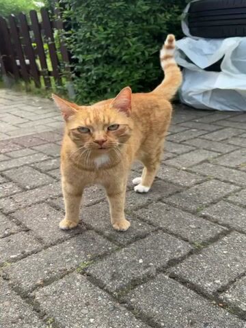 A close-up video shows an orange tabby cat walking on a gray brick pathway. The cat approaches the camera, sniffing the ground near a person wearing a light blue sneaker. The camera focuses on the cat's head and ears, which have a small notch on one side. The background includes a wooden fence, green bushes, and a white plastic-covered object with tires on top.