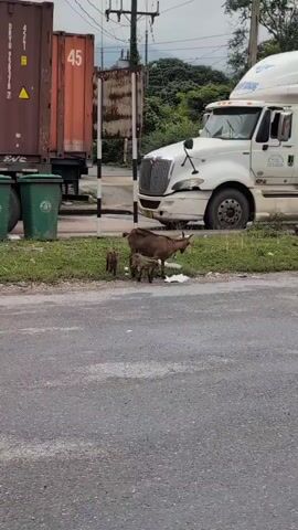 A herd of wild boars is foraging near the side of a road. There are two large shipping containers, one red and one green, and a white semi-truck with its headlights on. A few trash cans are located next to the red container. The wild boars are clustered together, rooting through the grass. The ground is asphalt and grass. The sky is overcast.