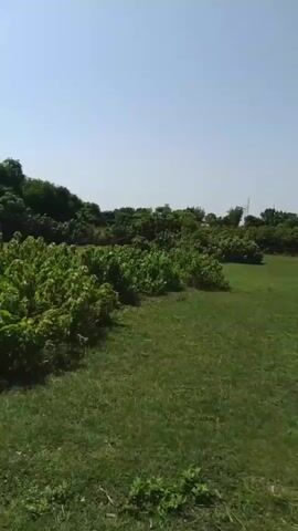 The video begins with a wide shot of a grassy field under a clear sky. Two white cattle with humps are grazing in the middle distance. The camera then pans left to show a dense line of green bushes. It continues panning to the right, revealing a row of trees with dense foliage, creating a shaded area beneath them. In the shade of the trees, two figures are partially visible, one wearing a purple garment. A dirt path winds through the grassy area in the foreground, leading towards the trees.