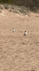 Morning beach activity observed at Komarovo, Russia coastal area