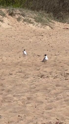 Morning beach activity observed at Komarovo, Russia coastal area