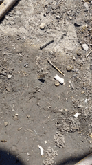 Small brown dog and quiet ground-level details from a casual morning