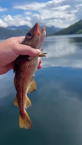 A person in a red sleeve holds a caught fish up in the air, then drops it into the water. The fish splashes as it enters the water and then disappears beneath the surface. The background shows a body of water with mountains and a cloudy sky.