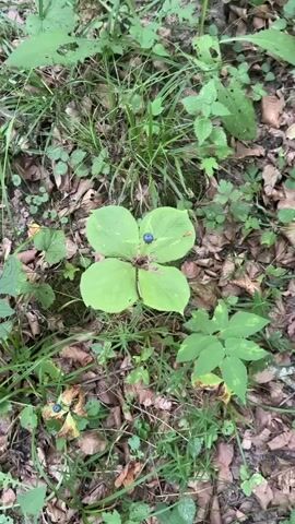 The video shows a close-up of a plant with four large, green leaves arranged in a circular pattern. In the center of the leaves, there is a single, dark blue berry. The plant is growing in a woodland environment, with other green plants and brown fallen leaves visible in the background. The lighting suggests it is daytime.