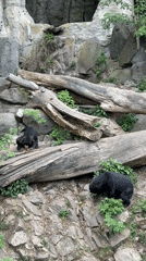 Visitor documents animals and scenes during morning zoo visit