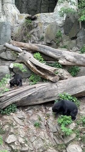 Visitor documents animals and scenes during morning zoo visit