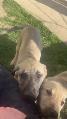 In an outdoor setting with green grass and a concrete path, a person interacts with two light-colored puppies during a sunny daytime. The person, wearing dark clothing, is seen from a first-person perspective, with their hand extended. Initially, one puppy, with a distinctive dark muzzle, rests its head against the person's leg while being gently petted. A second puppy is visible in the background. As the video progresses, the second puppy approaches, playfully nipping and licking the person's hand, while the first puppy also shows interest, moving its head towards the hand. The puppies appear affectionate and engaged, seeking attention and interaction. Strong shadows are cast on the ground, indicating bright sunlight.