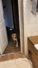 Two beagles get bath day in Timokhovo, Russia