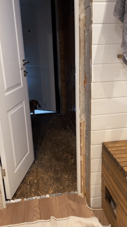 Two beagles get bath day in Timokhovo, Russia