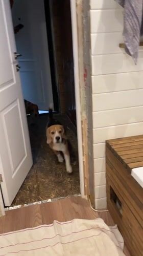 Two beagles get bath day in Timokhovo, Russia