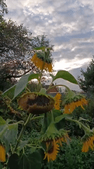 Late-season garden work in a rural Верея backyard