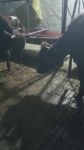 The video shows three young cows standing in a barn and eating from a trough. The floor is muddy and wet, with visible footprints. The barn has concrete walls and a metal gate. The lighting is dim, casting strong shadows.