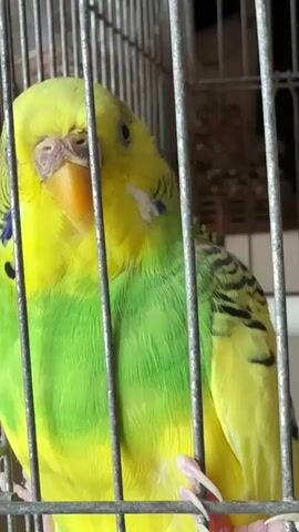 A budgie is in a cage. The budgie is yellow and green with black markings on its wings and head. Its eyes are open and it is looking forward. The cage is made of metal bars. The background is blurry and out of focus, but appears to be indoors. The budgie occasionally moves its head and blinks.