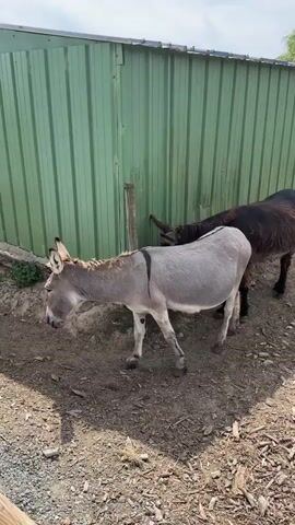 The video shows two donkeys in an outdoor enclosure. One donkey is light gray and white, and the other is dark brown. The light gray donkey is facing a green metal fence and appears to be rubbing its head against it. The dark brown donkey is standing behind the light gray donkey, facing away from the fence. The ground is dirt and wood chips, and there is a wooden fence and trees in the background. The sky is blue with some clouds. The description mentions a brush and something else, but they are not clearly visible in the frames.