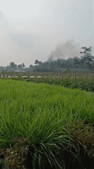 Rice fields, crops, and a stream in rural Central Java