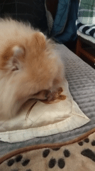 Pomeranian dog photographed resting on cushions in Bulgarian town