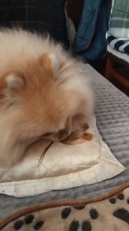 Pomeranian dog photographed resting on cushions in Bulgarian town