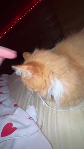 A person's hand is seen petting an orange cat on the head and behind the ears. The cat is lying down on a bed with a white charger plugged into an electrical outlet nearby. The background is dark, with a string of red lights visible at the top of the frame. The bedding has a pattern of red hearts on it.