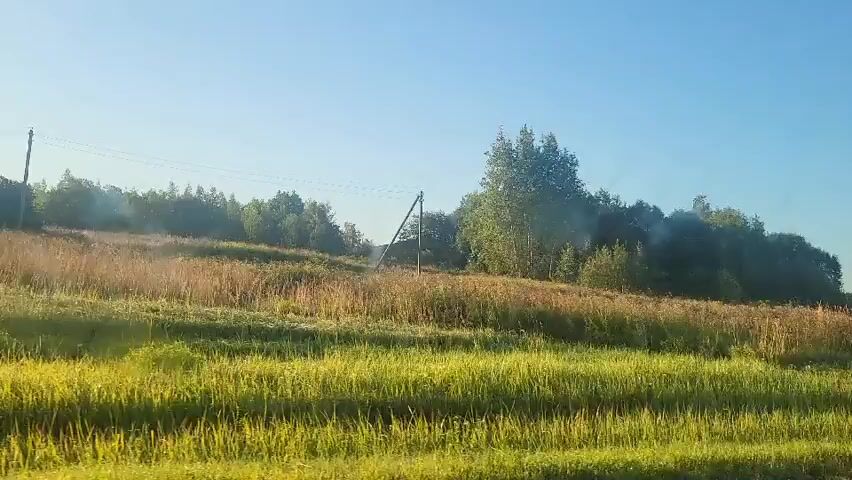 The video shows a view from a vehicle moving through a rural landscape under a clear blue sky. The foreground consists of tall, green grass and drier, golden-brown vegetation, suggesting a field or meadow. In the middle ground, there is a line of trees and bushes, with some appearing lighter green and others darker, indicating different types of foliage or varying light exposure. A dirt track or road is visible winding through the field towards the trees in the distance. The sun appears to be low in the sky, casting a warm light and creating lens flares and reflections on the vehicle's window, which partially obscures the view. The overall impression is of a natural, open environment on a sunny day.