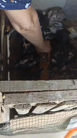 The video shows a close-up view of a group of young chickens, likely chicks, in a coop made of wood and cardboard. A person's hand is visible at the top of the frame, reaching in to pour feed into a plastic container. The chickens are mostly dark-colored with some lighter brown or gray markings. They are huddled together, some of them eating from the trough. A red and white water dispenser is also visible in the coop. The environment appears to be an indoor enclosure, with a rough wooden floor and walls constructed from salvaged materials. The lighting is dim, suggesting it might be an early morning or evening scene.