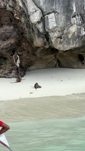 The video shows a tropical beach with a rocky cliff face. The sand is white, and the water is clear and turquoise. In the foreground, gentle waves wash onto the shore. Two monkeys are present on the sand, one near the water's edge and another further up the beach. A woman in a black swimsuit walks along the beach, and a man in patterned swim trunks approaches her from the right. The monkeys appear to be undisturbed by the people.