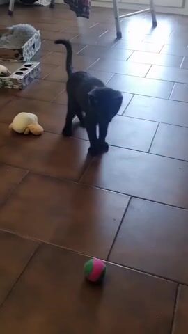 A black kitten walks towards a pink and green ball on a tiled floor. The kitten stops, lowers its head, and sniffs the ball.