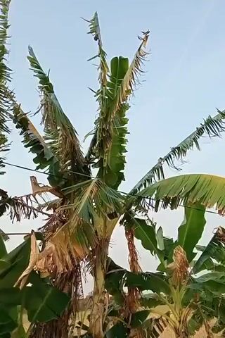 The video shows a close-up shot of banana trees. The leaves of the banana trees are green and some are yellowing and torn. The trees are tall and the sky is visible in the background. There are no people or animals visible in the video. The video appears to be filmed outdoors in a tropical or subtropical climate.
