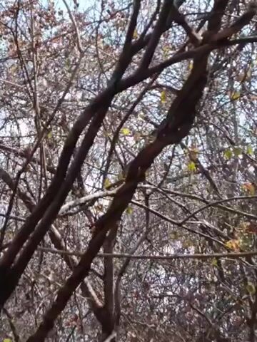 The video presents a low-angle shot of a tree with bare branches against a bright sky. Some of the branches have small, brown berries or dried leaves clinging to them. The branches are dense and form a complex network, partially obscuring the sky. The camera angle is slightly tilted upwards, focusing on the tree's canopy.