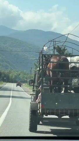 A video shows a truck carrying horses on a road with a mountainous landscape in the background. The truck is green and has a metal cage structure on the back containing at least two horses, one dark brown and one white. The brown horse is visible from the rear and is facing away from the camera. Other white horses are also visible in the back, partially covered by a tarp. The truck is driving on a paved road with white lane markings. In the distance, a red tractor is visible. The sky is cloudy. The camera is positioned inside another vehicle, looking out the rear window.