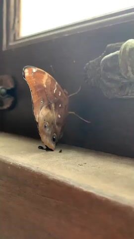 A close-up shot shows a brown butterfly with white spots on its wings perched on a wooden surface. The butterfly's head is lowered as if it is eating. In the background, a decorative metal handle is visible, attached to a wooden frame. The scene appears to be indoors, possibly on a windowsill. The camera is positioned at a low angle, focusing on the butterfly. The lighting is soft and natural.
