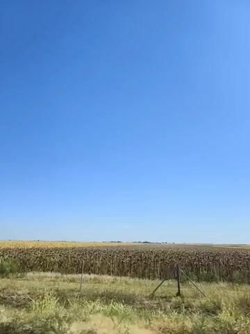 The video shows a wide shot of a clear blue sky above two agricultural fields. The field on the left is filled with golden-colored corn stalks, while the field on the right contains dried, brown sunflower plants. A narrow strip of green vegetation runs along the bottom of the frame in front of the fields, with a fence post visible in the foreground. The camera appears to be in motion, likely moving forward, giving a sense of passing by the fields. There are no people or animals visible in the video. The lighting suggests it is daytime, likely sunny given the clear sky and vibrant colors of the crops.
