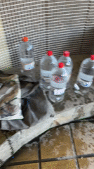 Water collection and consumption activities documented across Zlatograd, Bulgaria