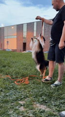 Families enjoy evening outdoor activities in Odintsovo park area