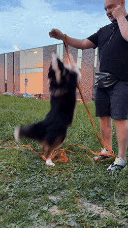 Families enjoy evening outdoor activities in Odintsovo park area