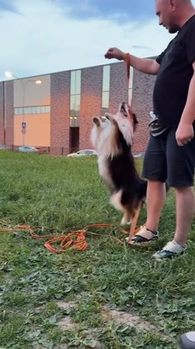Families enjoy evening outdoor activities in Odintsovo park area