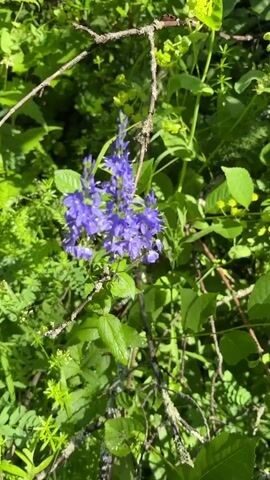 The video displays a close-up of a purple flower with small, delicate petals clustered on a stem. The flower is surrounded by lush green foliage, with some leaves appearing wet. Sunlight filters through the leaves, creating dappled lighting. A thin, dry branch crosses in front of the flower. The background consists of more greenery, some of which is out of focus. The camera appears to be handheld and pans slightly, creating a subtle movement of the scene. The overall environment suggests a natural, outdoor setting, likely a garden or woodland area.