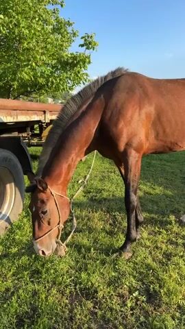 A brown horse with a white marking on its forehead stands in a grassy field. The horse is wearing a rope halter and is grazing. In the background, there is a green tree, a rusty trailer with a tire, and a blue sky. The sun is shining, casting shadows on the ground. The camera zooms in on the horse's face.