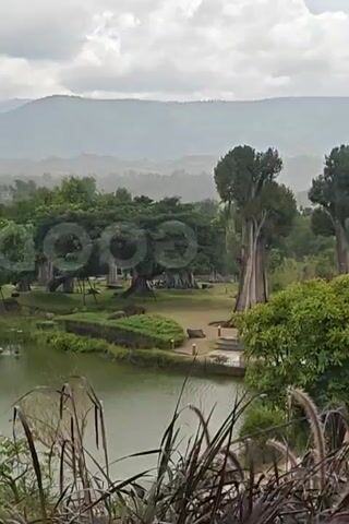 A tranquil outdoor scene unfolds with a body of water in the foreground, its surface rippled by what appears to be rain. Several birds, including swans and ducks, are visible in and around the water. The middle ground features a lush green area with tall reeds and a variety of trees, some with distinctive, thick trunks and expansive canopies. In the background, rolling hills are shrouded in a misty, overcast sky. The overall impression is one of a serene, natural landscape.