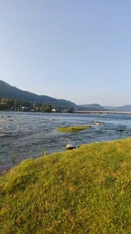 The video shows a wide, fast-flowing river in a mountainous, forested area under a clear blue sky. The foreground features a grassy bank with scattered small yellow flowers. In the middle ground, the river is wide and shallow with visible rocks and ripples indicating a strong current. On the far bank, a line of trees and some buildings are visible, suggesting a settlement. Further in the distance, a bridge spans the river. The sun appears to be low in the sky, casting a warm light on the scene.
