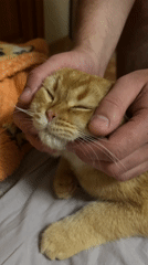 Quiet moments between person and orange cat in Voronezh