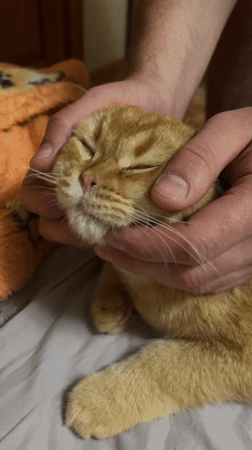 Quiet moments between person and orange cat in Voronezh