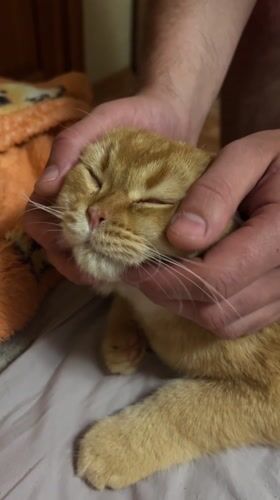 Quiet moments between person and orange cat in Voronezh