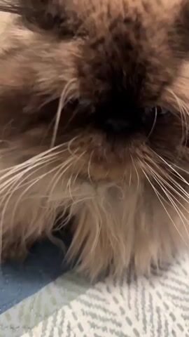 The video shows a close-up of a Himalayan cat being petted. The cat has brown fur around its face and ears, and longer, beige fur elsewhere. Its eyes are closed. A human hand is visible, gently stroking the cat under its chin. The background is slightly out of focus, but it seems to be an interior space with a light-colored floor and a dark bag in the distance. The cat is lying on a blue and white patterned surface.