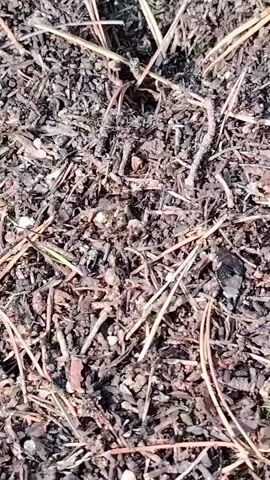 The video shows a close-up, top-down view of a patch of ground covered in dark soil, pine needles, and small twigs. A dark-colored insect, possibly an ant or beetle, is visible in the center of the frame, moving amongst the debris. The insect appears to be of a moderate size, with segmented legs and a distinct body shape. The lighting suggests it is daytime, with sunlight casting subtle shadows on the ground. There are no other discernible objects or human presence in the video.